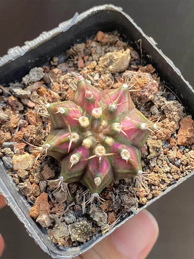 Gymnocalycium mihanovichii 'T-lux' Hybrid