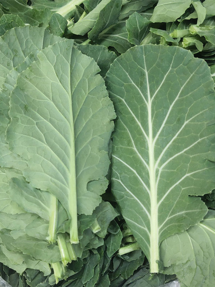 Yuanfeng Leaf Cabbage Hybrid