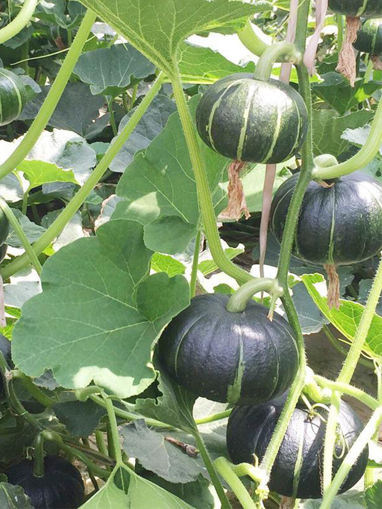 Green Beibei Pumpkins