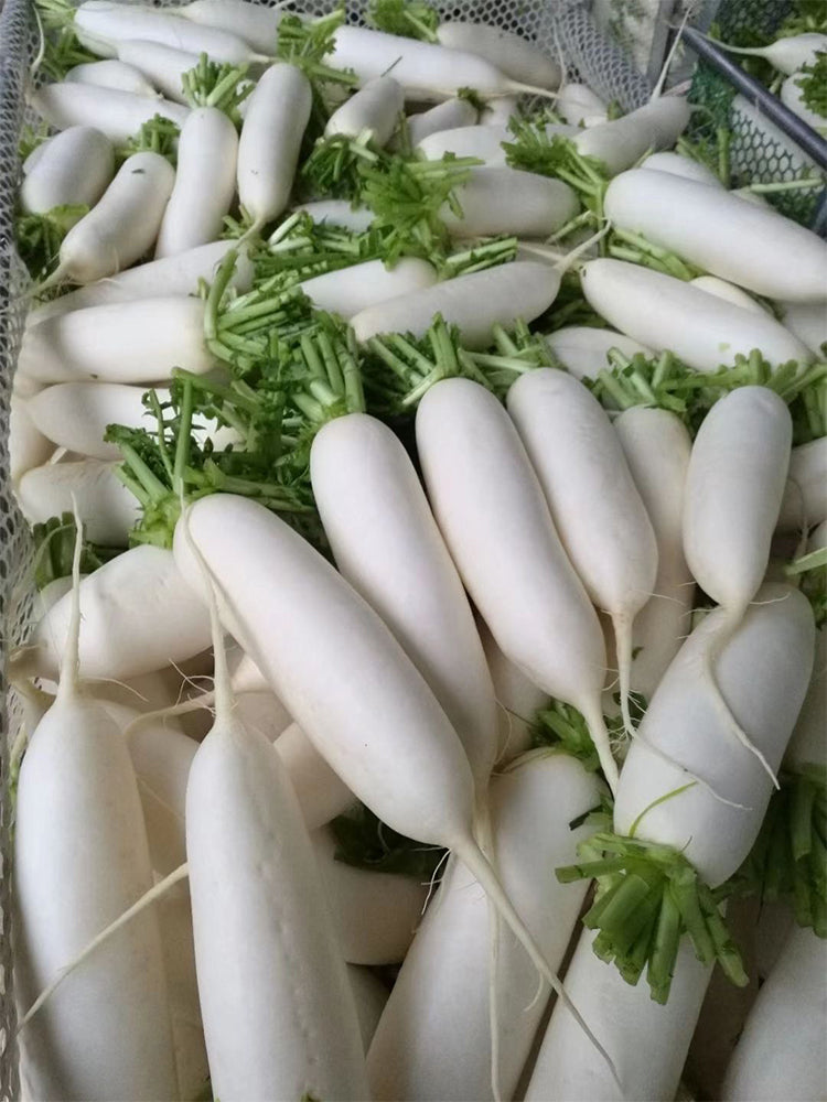 New White Jade Spring Radish