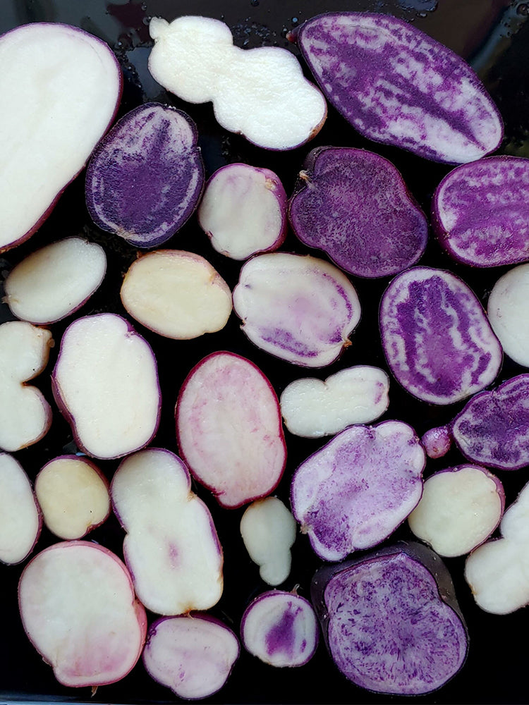 True Potato Seeds (TPS), Chiar Choque Pitu (Solanum curtilobum)