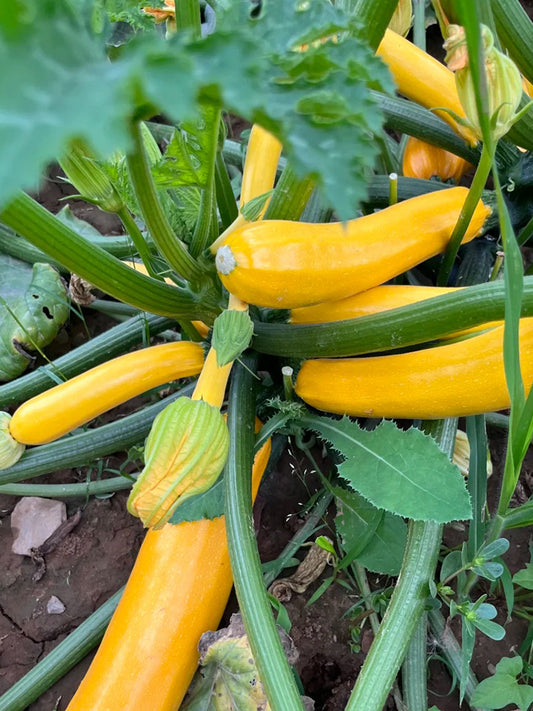 Imperial Concubine Zucchini