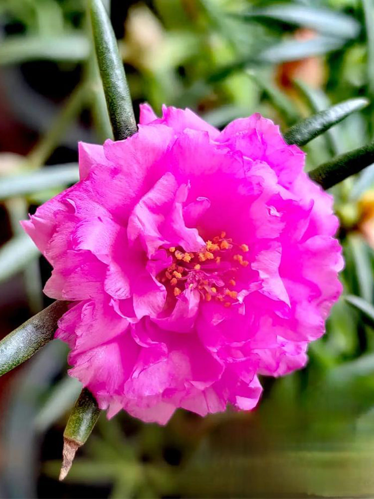 Hezhichun Rose-red Portulaca