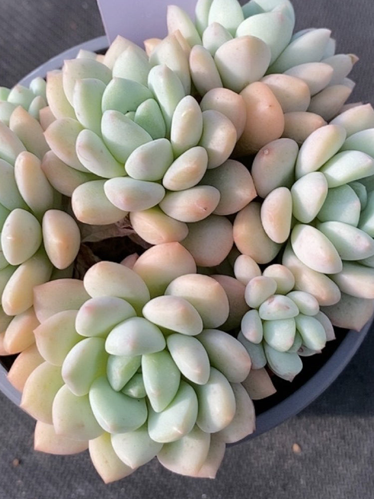 Echeveria 'Jade Ruyi'