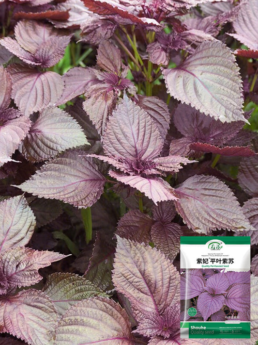 'Zifei' Purple Perilla
