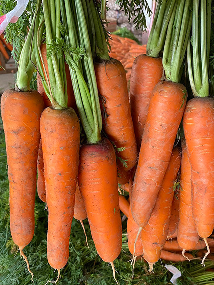 Traditional Five-Inch Carrot
