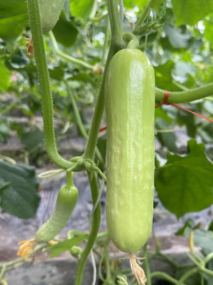 'Zhongnong Cuiyu No.4' Fruit Cucumber