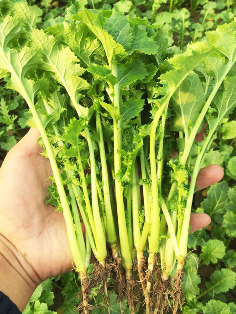 Hybrid Potherb Mustard