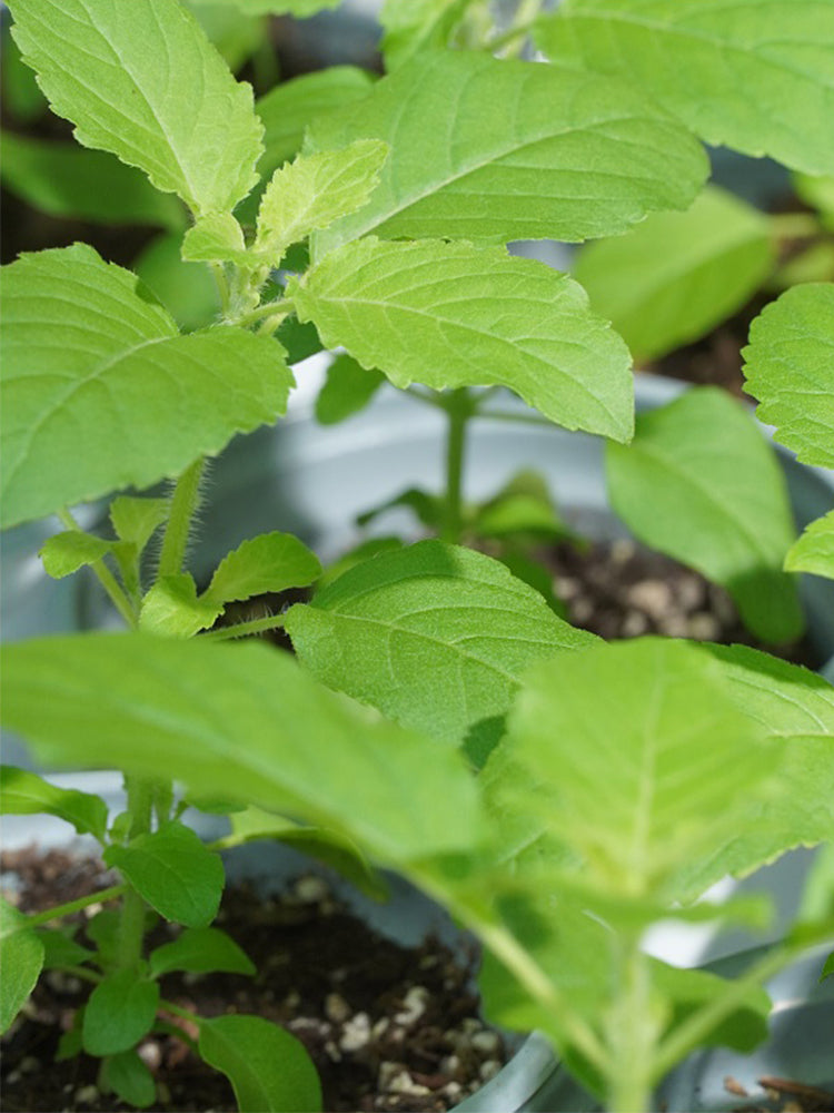 Holy Basil