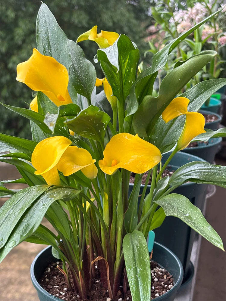'Dana' Calla Lily