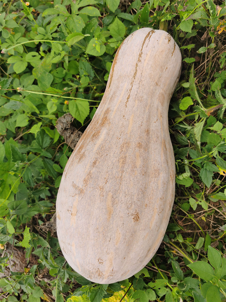 Large-Fruited Miben Pumpkin
