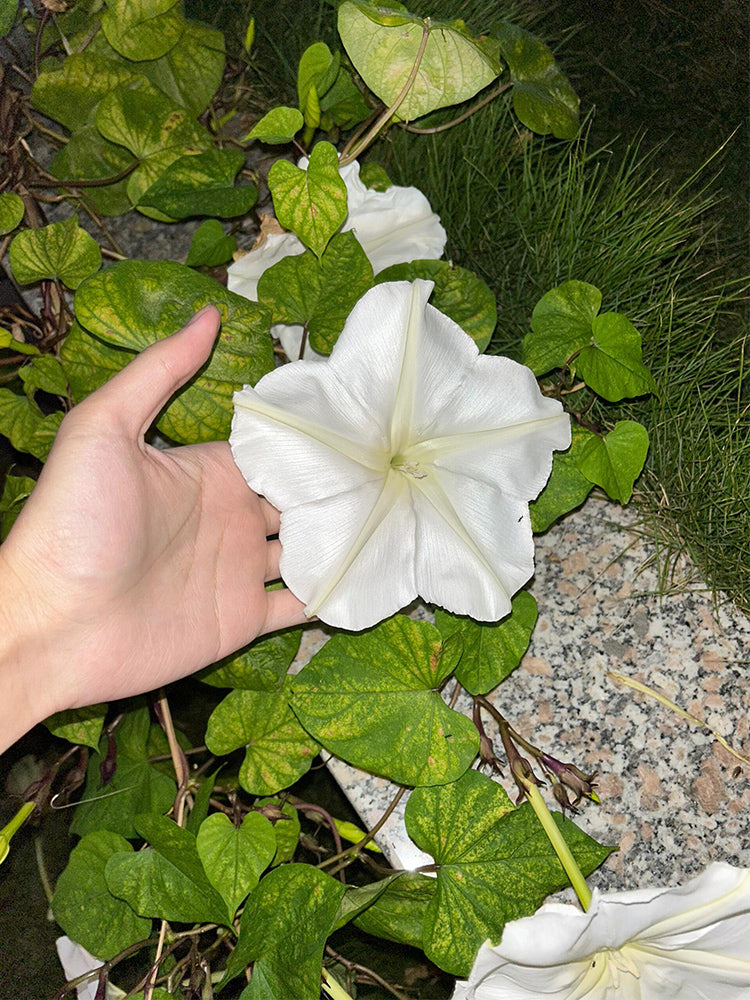 Moonflower