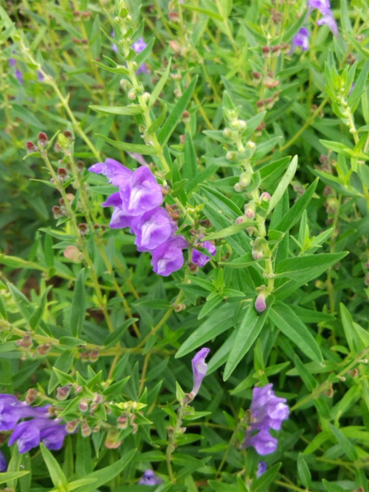 Baical Skullcap (Scutellaria baicalensis)