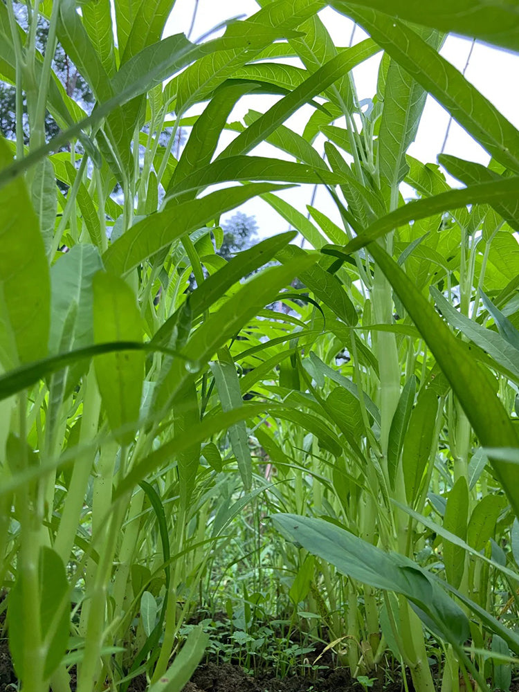 YuFeng No.6 Water Spinach