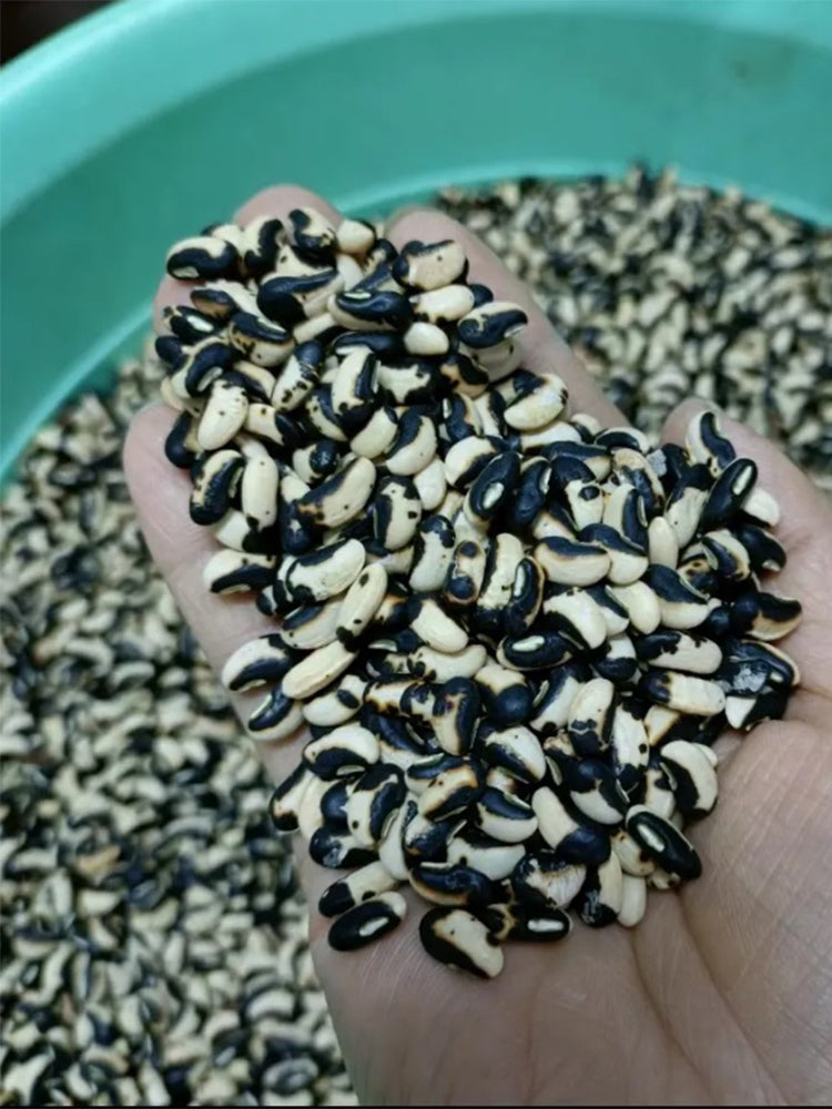 'Jiemei' Tianzhu White Long Bean