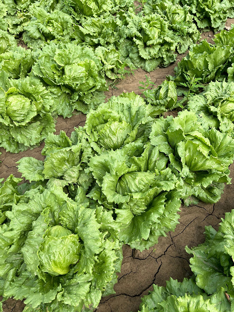 Caesar Crisphead Lettuce