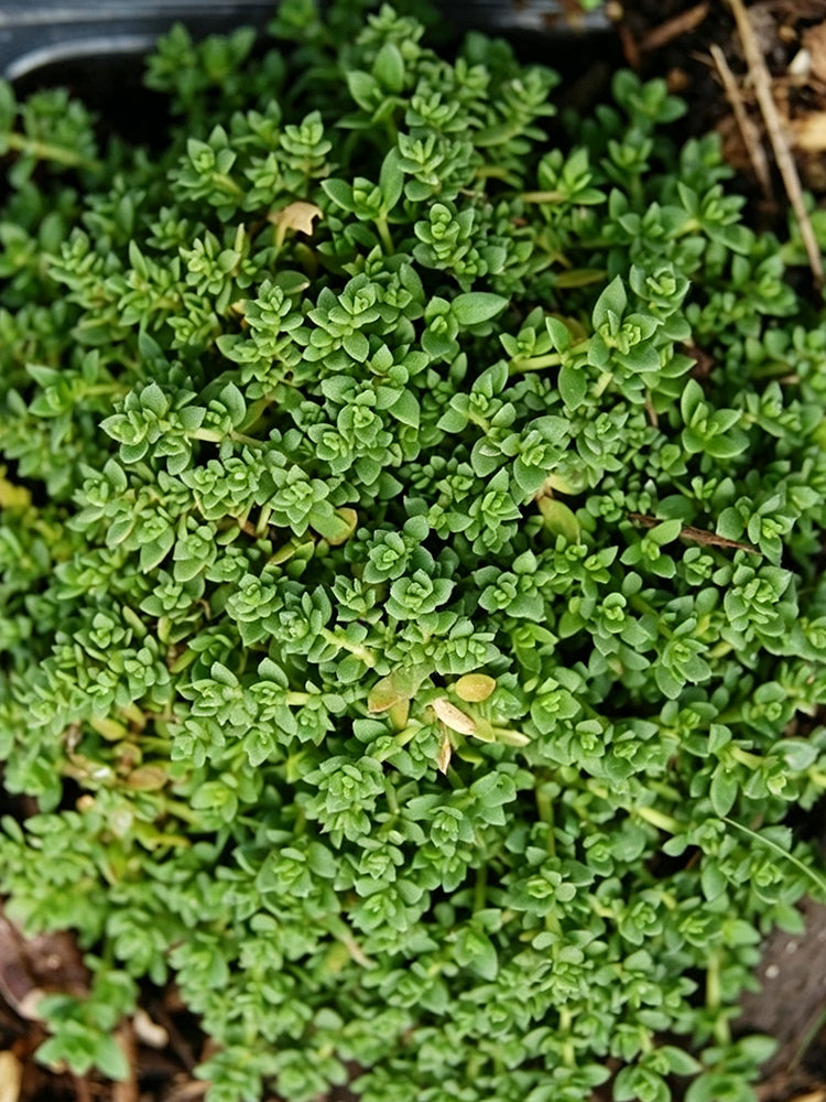 Green Carpet Rupturewort