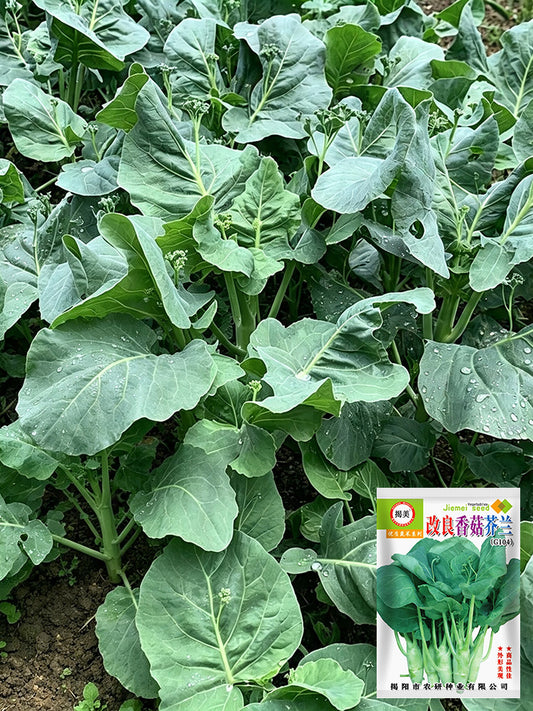 'Jiemei Improved Xianggu' Chinese Kale