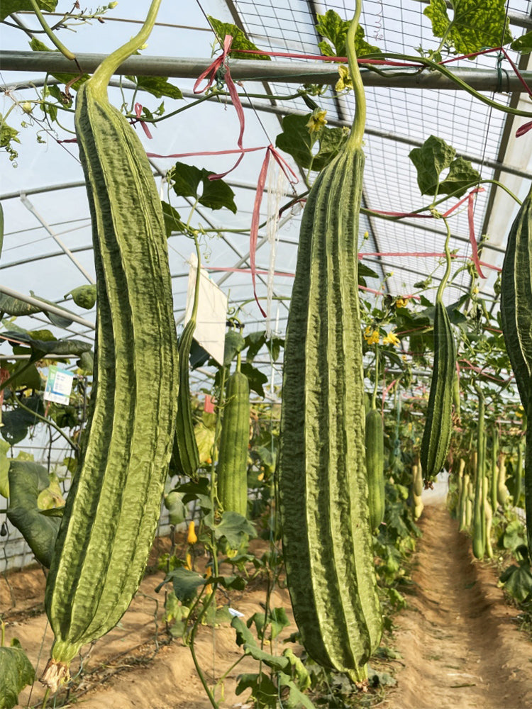 Traditional Angled Luffa