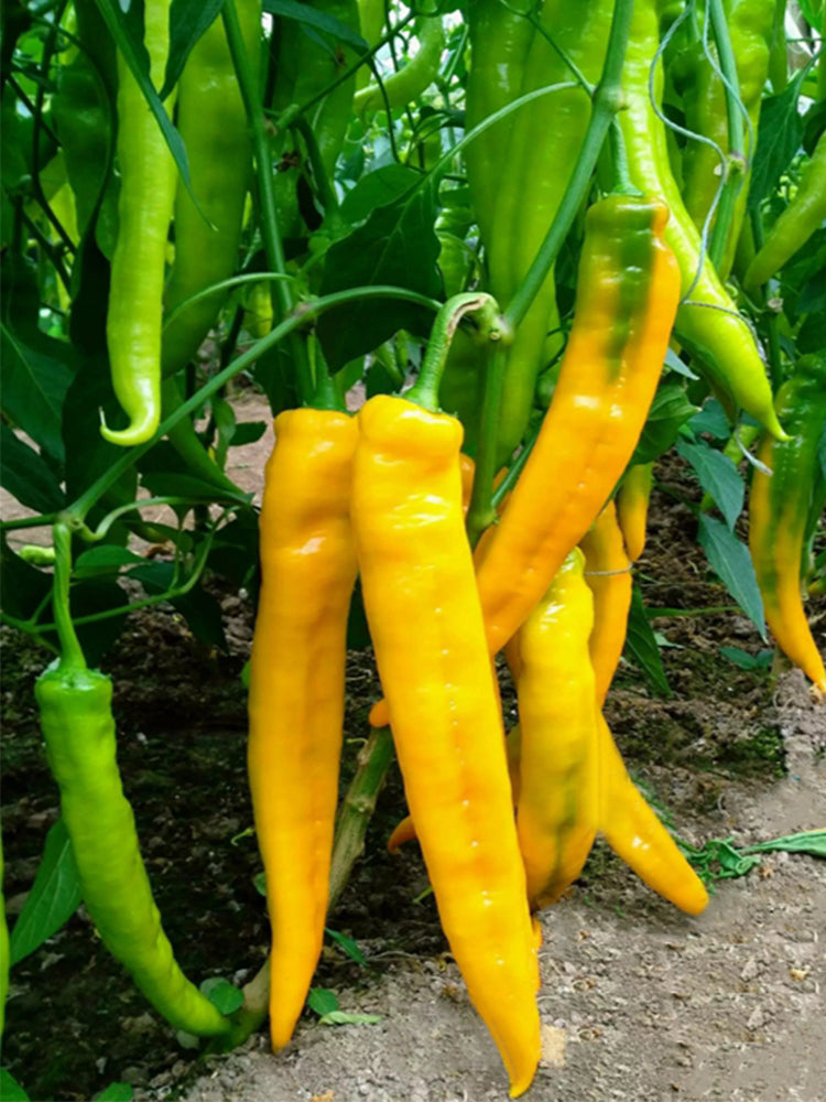Golden Fragrant Horn Peppers