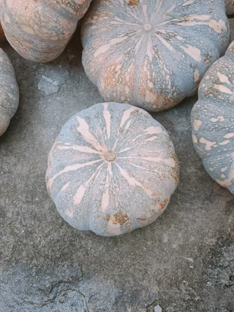 Sweet Dough Millstone Pumpkin