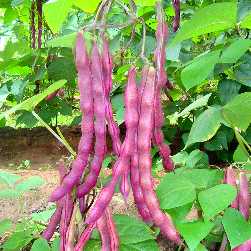 Purple Snap Bean Seeds