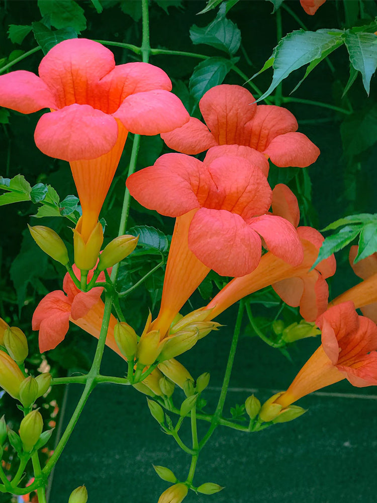 Chinese Trumpet Vine
