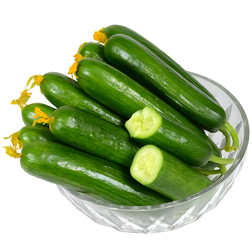 Green Gems: 5 Bags (30 Seeds/Bag) of Dutch Thornless Sweet Crisp Cucumbers