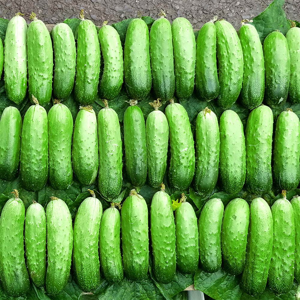 Lazy Gardener's Delight: 5 Bags (60 Seeds/Bag) No-Stake Climbing Cucumbers
