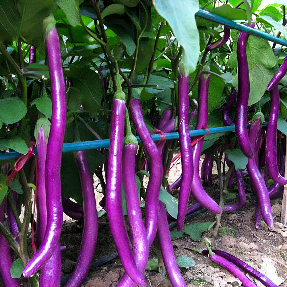 5 Bags (100 Seeds/Bag) of 'Purple Dragon' Hangzhou Eggplant Seeds