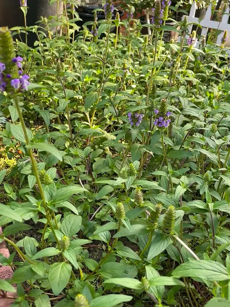 Large-Flowered Selfheal (Mixed Colors)
