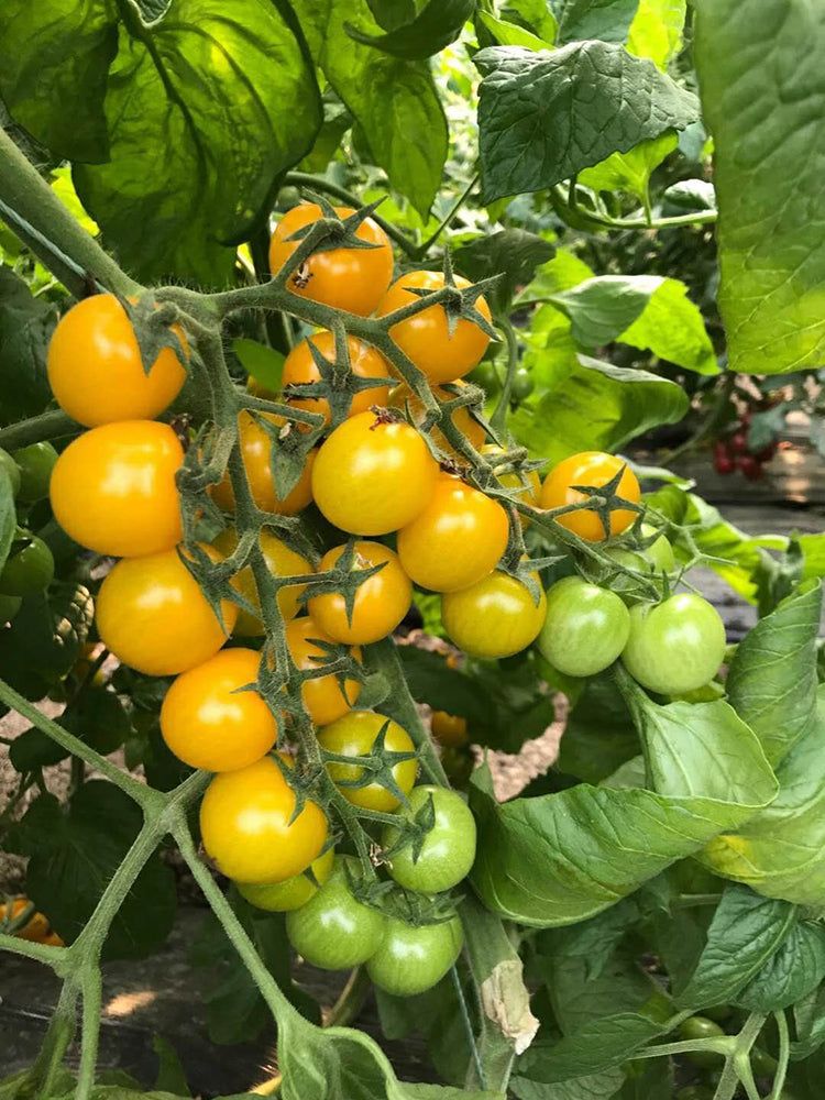 'First Love' Golden Cherry Tomato