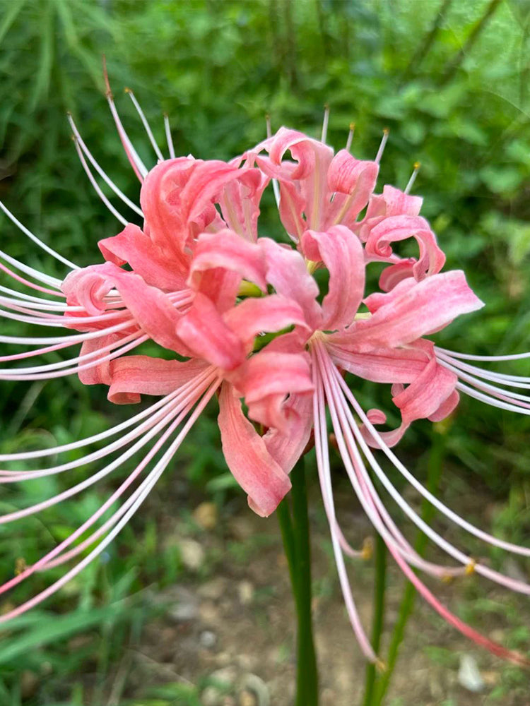 Hubei Pink Lycoris