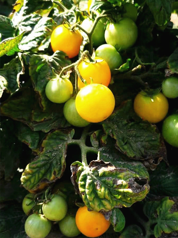 'Jinmeixiuzhu' Cherry Tomatoes