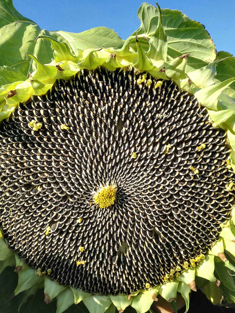 Large-seeded Edible Sunflower