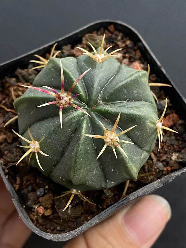 Ferocactus macrodiscus