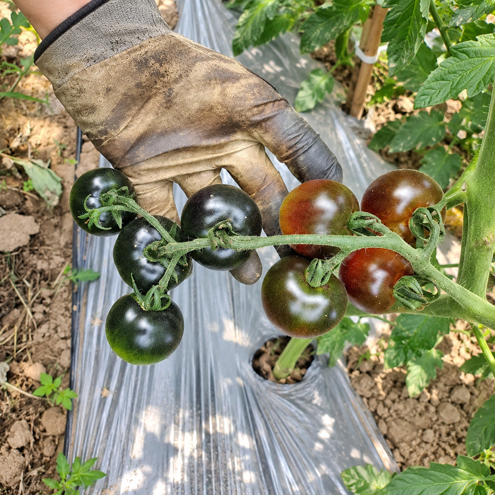 326 Blueberry Blues F1 Tomato