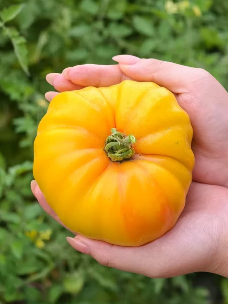 Golden Mango Tomato