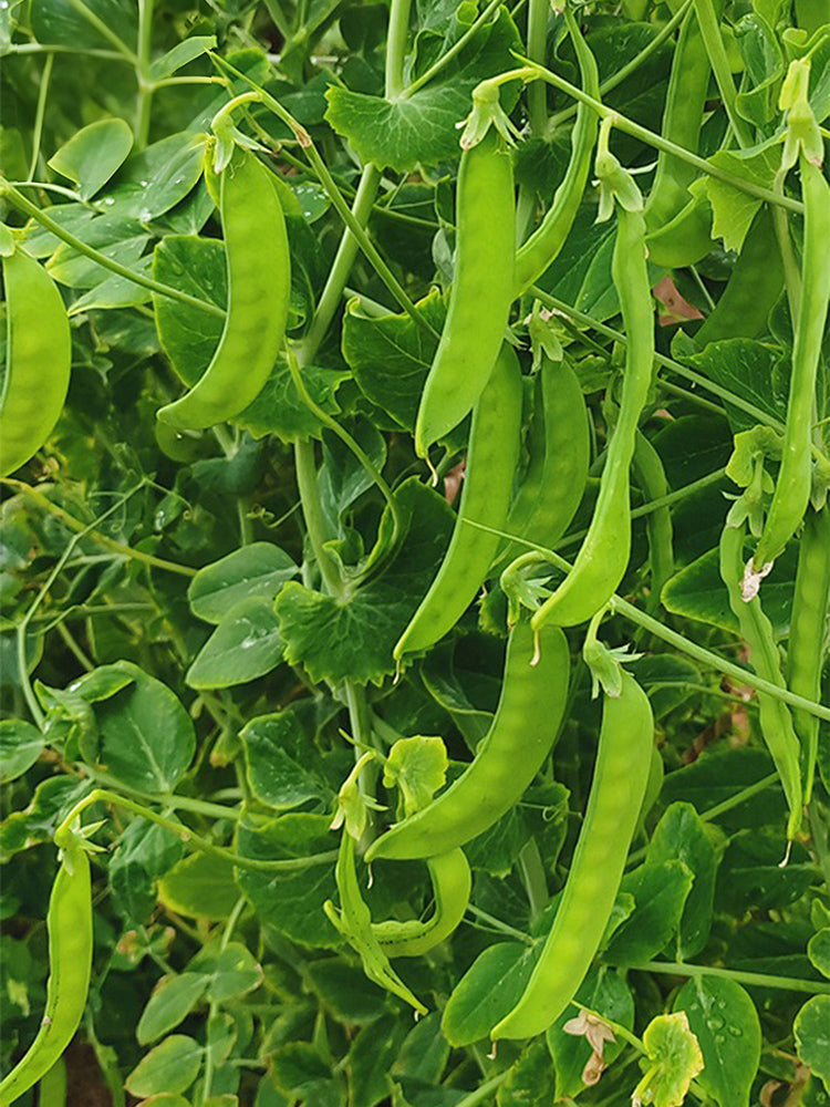 'Cuibao 616' Snow Pea