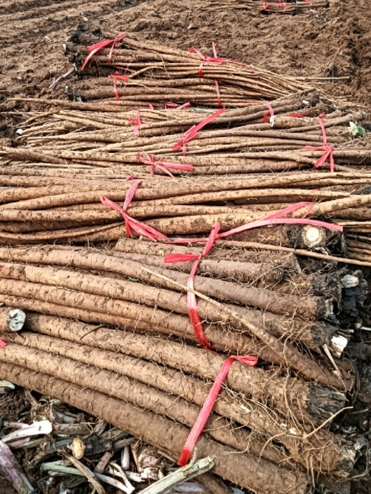 Longzhong Burdock