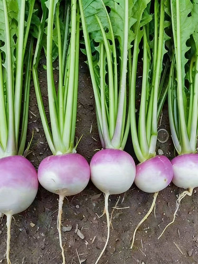 'Lucky' F1 Hybrid Turnip
