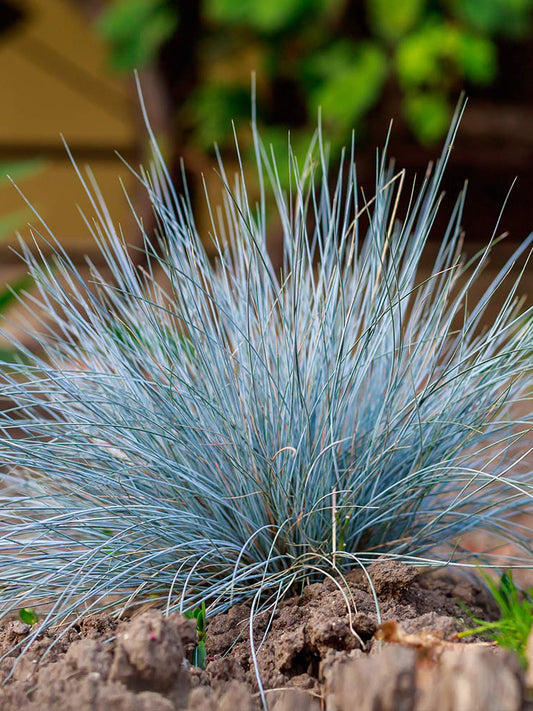 Festuca glauca