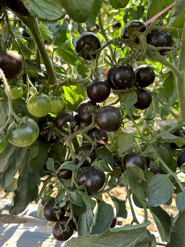 Obsidian Tomato