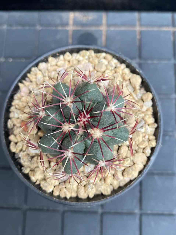 Thelocactus bicolor