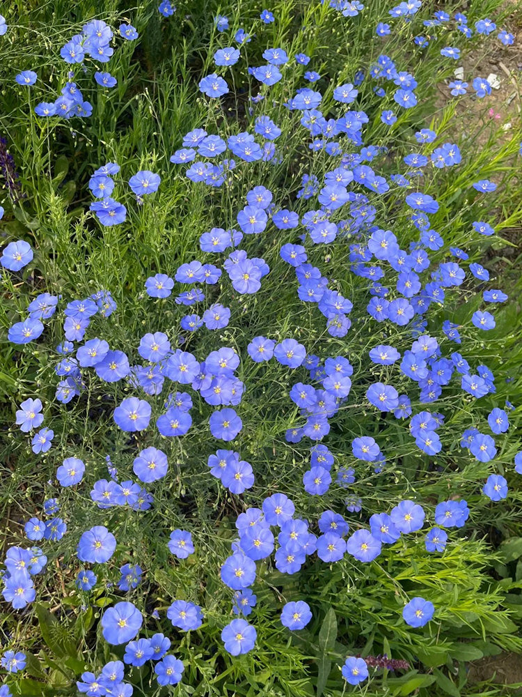 Blue Flax