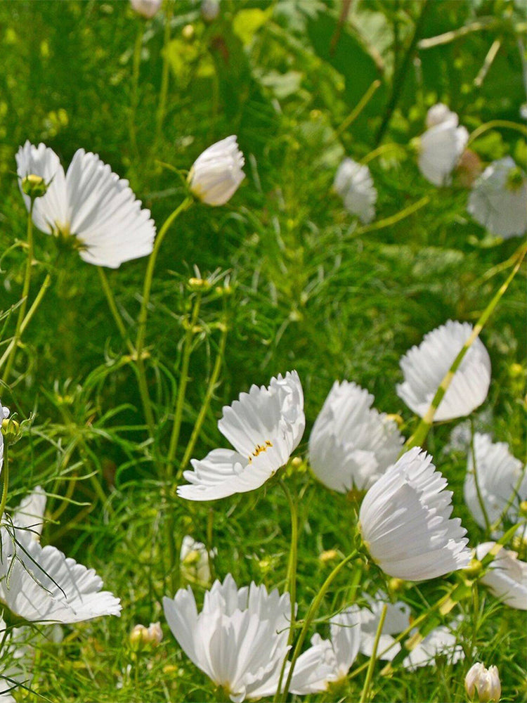 Hezhichun Cosmos bipinnatus 'Cupcakes White'