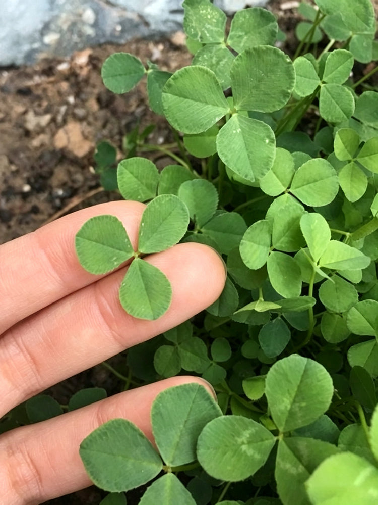 White Mini Clover