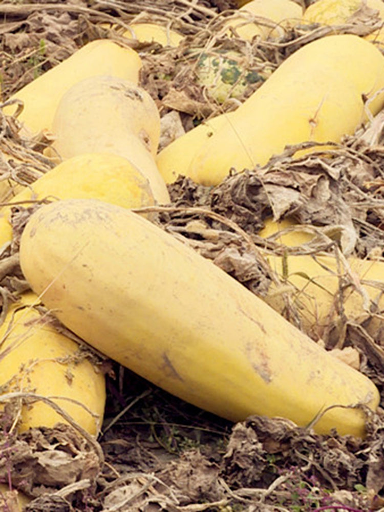 Seed-used Zucchini