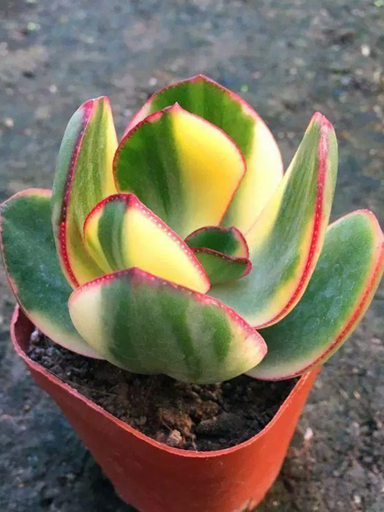 Crassula Ovata Variegated 6.0