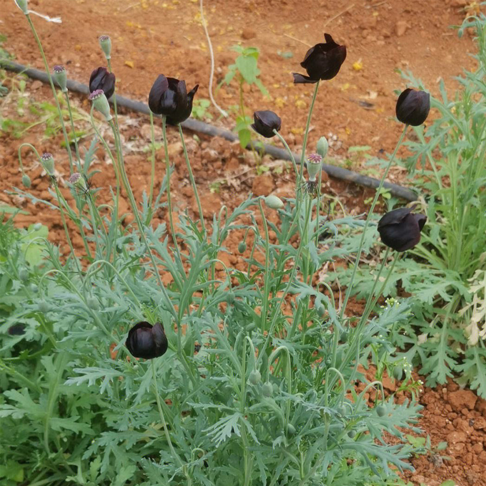 50 Seeds of Corn Poppy ‘Black Magic’